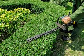 Bush and hedge trimming Jacksonville FL